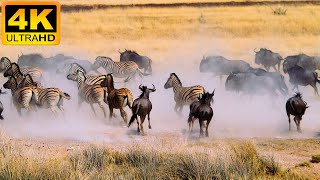 4K African Animal: Etosha National Park, Namibia - Amazing African Wildlife Footage with Real Sounds