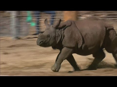 Happy 1st Birthday Joona!