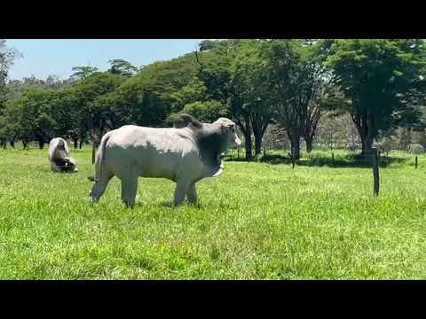 TOURO NELORE - PARAGUACU DA GUARITA - GUA A2145