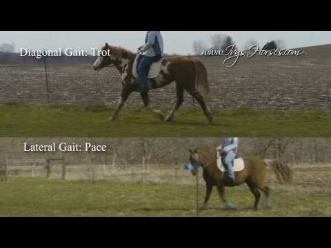 DVD excerpt - Lateral Gaits VS Diagonal Gaits