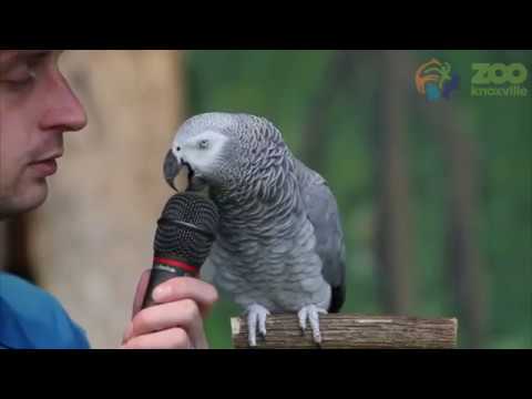 Zum 30. Geburtstag: Papagei gibt exklusives Interview