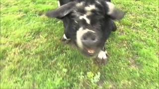 Big Fat Pig On Biggest Loser Camp ( funny pet )