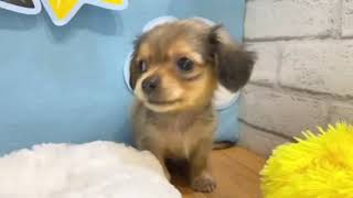 ハーフ犬の動画01