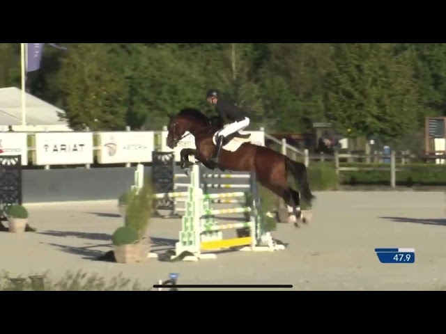 Movie CSI 1.30m jumping Class Z Approved Stallion Eternal Sunshine PM (Emerald x Kashmir v Schuttershof)
