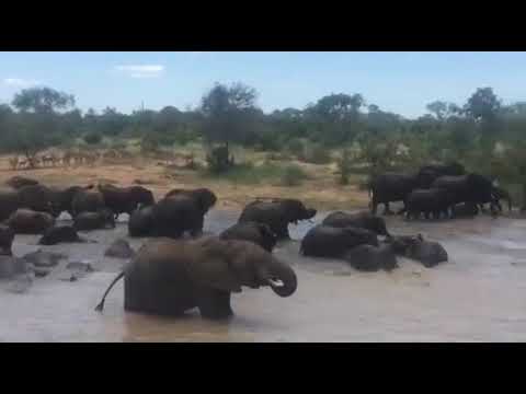 Wild elephant encounter in South Africa