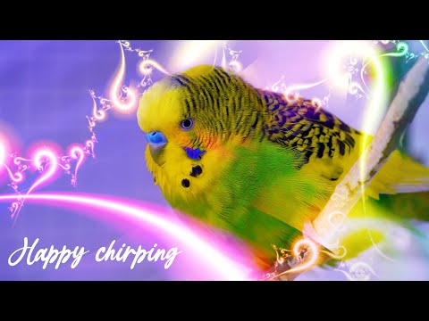 3 Hour Budgie Sounds for Lonely Birds