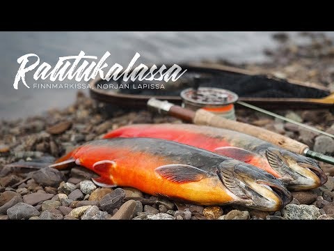 RAUTU – Pohjoisen kaunein kala | Rautukalassa Lapissa, Finnmarkissa [ENG SUB]