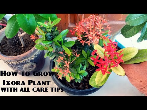 download lagu mp3 mp4 How To Plant Ixora, download lagu How To Plant Ixora gratis, unduh video klip How To Plant Ixora