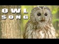 TAWNY OWL Sounds Birds Hooting In Spring Forest Tawny Owl Call