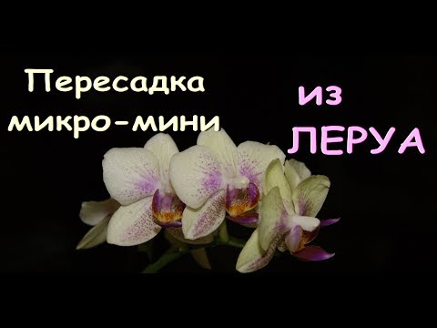 ПЕРЕСАДКА орхидеи-микро из ЛЕРУА