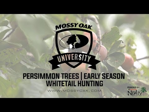 Persimmon Trees for Deer - Early Season Whitetail Hunting Video