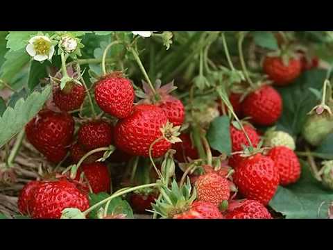 Affordable Vertical Gardens by Mr Stacky