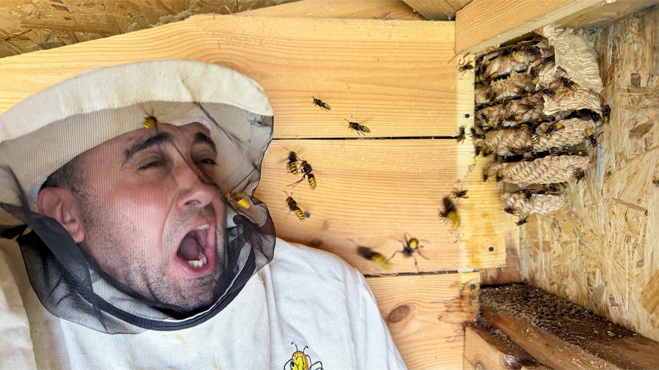 ЖЕСТЬ! Покусали Шершни! Выгоняю рой из домика на дереве 24 часа Поставил сеть ?