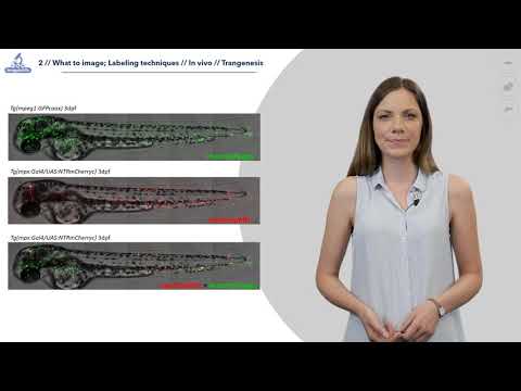 2.3 Zebrafish transgenesis