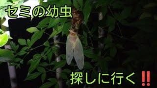 ミンミンゼミの幼虫を探してたついでにアブラゼミの幼虫取れた