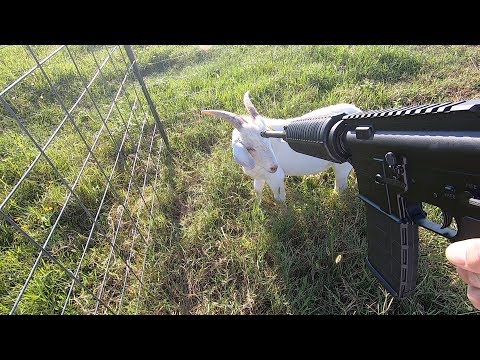 download lagu mp3 mp4 Baby Goat Meat, download lagu Baby Goat Meat gratis, unduh video klip Baby Goat Meat