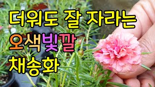 무더위에 강한 오색빛깔 채송화