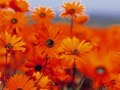 How Deep Is Your Love - Bossa Nova 