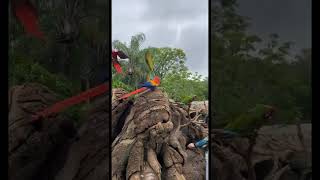 Animal Kingdom Winged Encounters