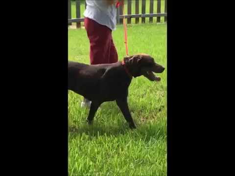 Betsy #11, an adopted Chocolate Labrador Retriever in Killingworth, CT_image-1