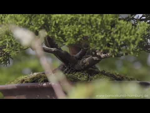 Online exhibition: BonsaiKunst Hamburg 2020 - 2