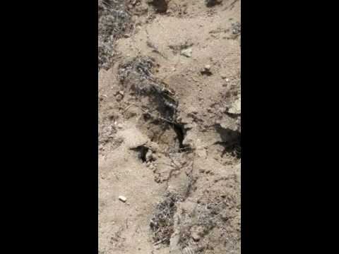 Grasshoppers off the side of the road