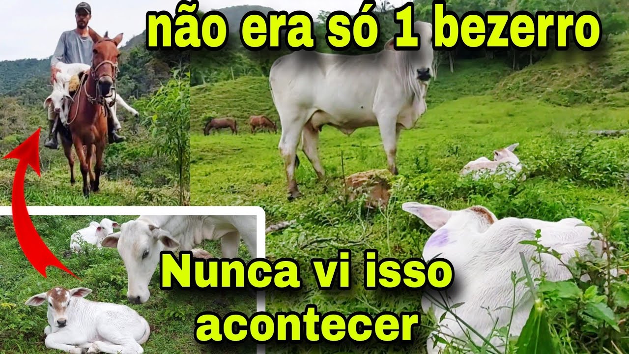 SE NÃO FOSSE FILMADO NINGUÉM ACREDITAVA.!! Eu nunca tinha visto isso , oque foi que aconteceu ?