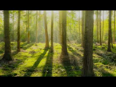 Animals in the Forest