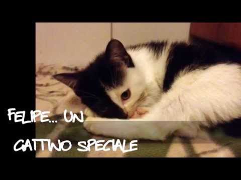 Felipe... un gattino speciale!