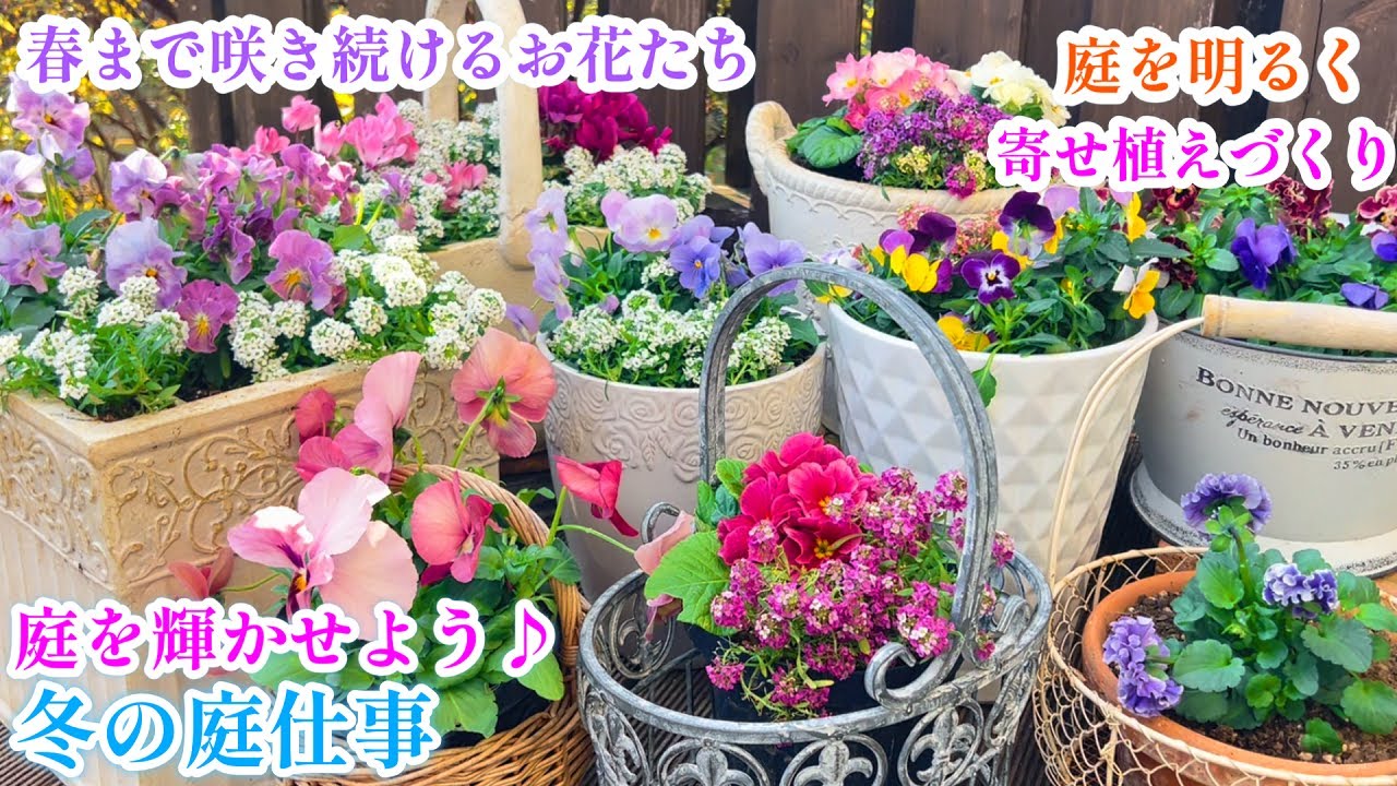 【冬の寄せ植え】【庭を輝かせたい！冬の庭仕事】【株分け＊葉切り】ガーデニング