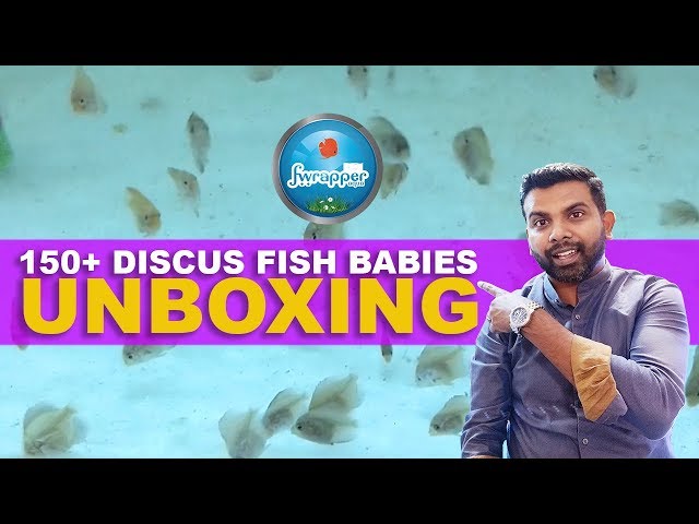 150+ Discus Fish Babies Unboxing || Discus Fry Grow out Setup