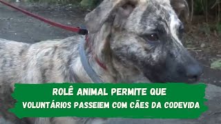 Pensando em adotar um pet? Na Codevida, tem muito animal à espera de um lar!