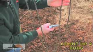 7 - Pruning a 3 year old fruit tree for a bush sized adult tree