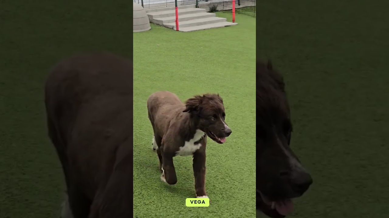 Vega (AP26-127), a Adoptable mixed breed in Peyton, CO video 6/6