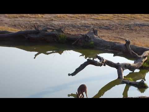 Djuma: Common Grey Duiker male - 07:14 - 09/04/18