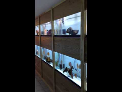 My fish room discus