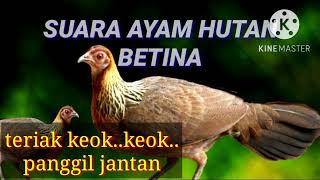 Download lagu SUARA AYAM HUTAN BETINA PALING GACOR mp3