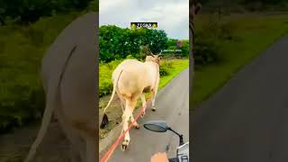 Download lagu #bailgada #nad ##jigar#asroti karancha badshya#bailpremi#nad mp3