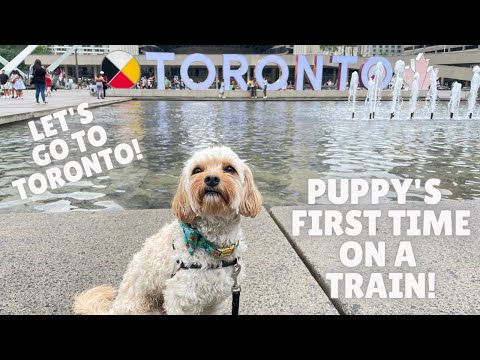 My Puppy's First Train Ride! Let's Go to Toronto!