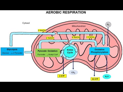 Drag and Drop Science Web Game build with HTML CSS JAVASCRIPT
