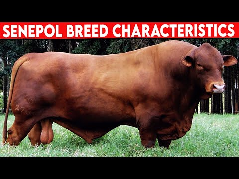 , title : '⭕ SENEPOL CHARACTERISTICS ✅  Cattle Senepol'