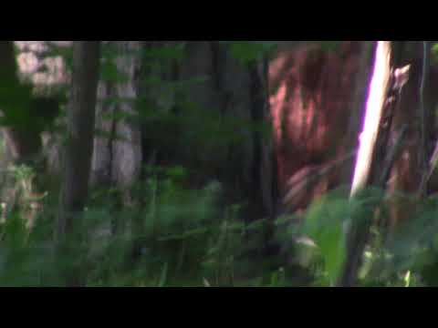 Bigfoot Walks By As Im Filming Others ! Incredible 6-29-18