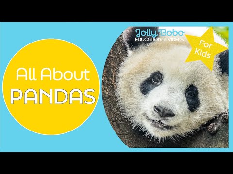 All About Pandas | Educational Videos for Kids | Learn Animals and Cool Panda Facts | Jolly Bobo
