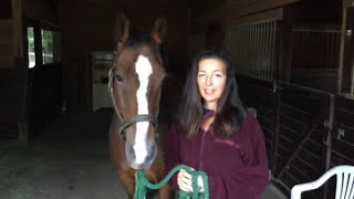 EFT Tapping points for Horses
