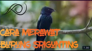 Download lagu perawatan burung srigunting biar rajin bunyi untuk pemula mp3