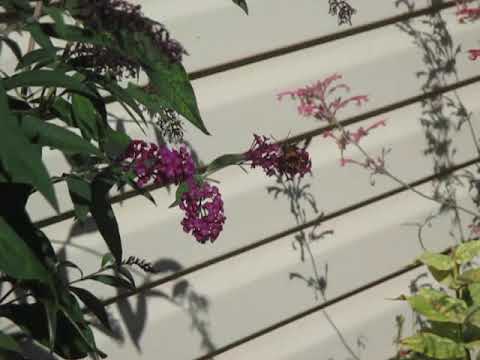 2022 08 27 Hummingbird Moth