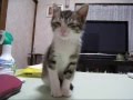 Un gatito pelea sin tregua ¿contra el sueño?