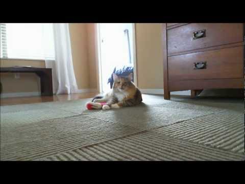 Funny Christmas videos - Upset Kitty With Empty Christmas Stocking 