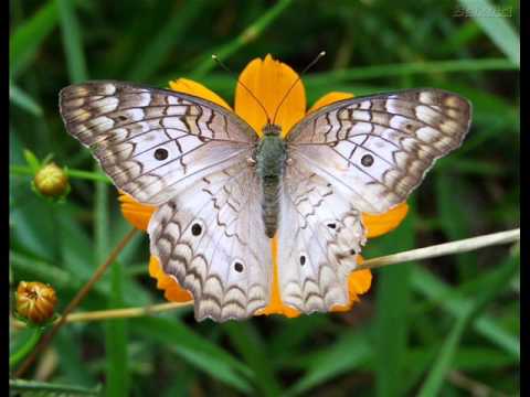 OTONIEL E OZIEL - BUSCA ALEGRIA NA DOR