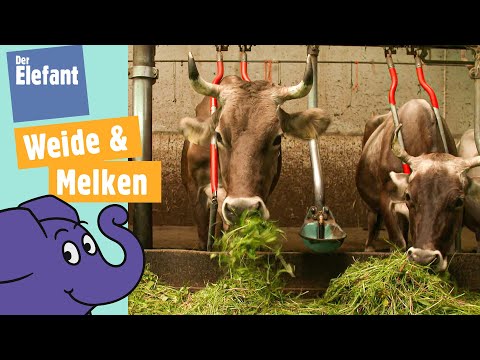 Teil 1 - Kuh Lena & ihre Herde - Von der Wiese zum Melken in den Stall | Der Elefant | WDR